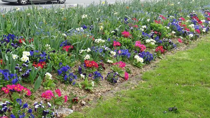 Viola x wittrockiana Panola-XP F1, massif en mélange. ©G. Baron